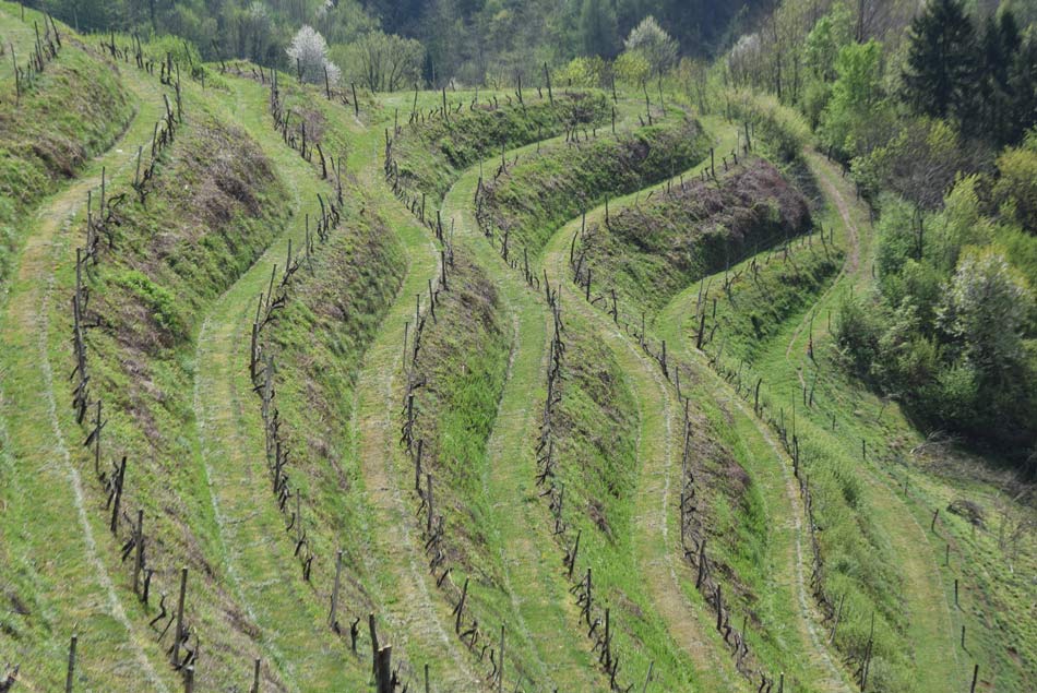 Terasasti in strmi vinogradi se vijugajo po goricah v Halozah.