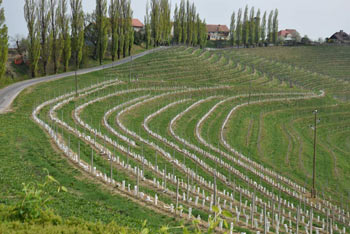 Jeruzalemske gorice v vseh letnih časih krasijo vijugasti vinogradi.