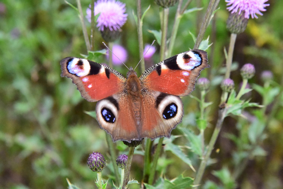 Koča na Pesku na Pohorju se ponaša z metuljem dnevnim pavlinčkom, ki leta v njeni bližini.