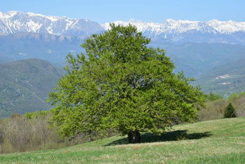 Za drevesom na Koradi se širijo Spodnje Bohinjske gore.