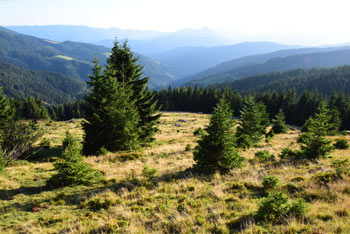 Krnes in pobočja Smrekovškega pogorja, ki jih počasi zarašča iglasti gozd.