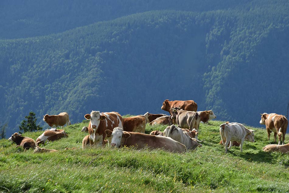Lepenatka je planina, kjer se spokojno pase in prežvekuje radovedno govedo.