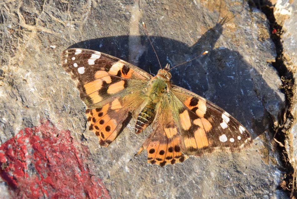 Na poti na Slivnico nad Cerkniškim jezerom bomo srečali številne metulje.