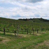gozdna-pot-pisece-04