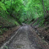 gozdna-pot-pisece-17