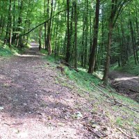 gozdna-pot-pisece-18