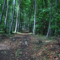 gozdna-pot-pisece-19