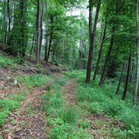 gozdna-pot-pisece-20