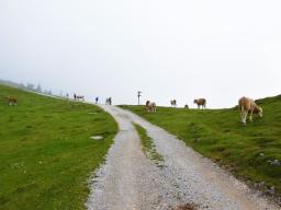 gradisce-na-veliki-planini-59