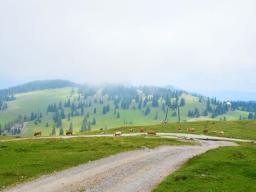 gradisce-na-veliki-planini-65