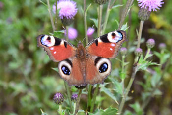 Koča na Pesku se ponaša z metulji, ki tako kot dnevni pavlinček letajo okoli nje.