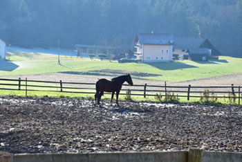 Lavričeva koča na Gradišču nas vodi preko slikovitih dolenjskih kmetij, kjer se pasejo konji.