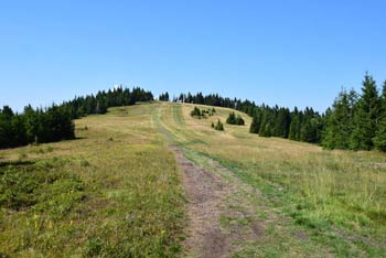 Mala Kopa ima travnata pobočja, ki jih obroblja iglati gozd, tipičen za Pohorje, kjer se nahaja.