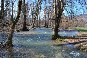 Potok Škratovka se vije med drevesi na poti k reki Unici na južnem predelu Planinskega polja.
