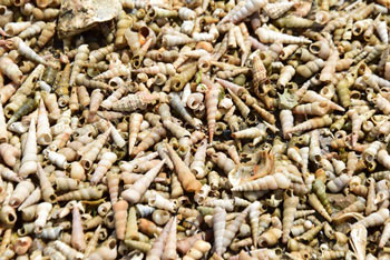 Pokopališče školjk je sipina, ki je nastala iz praznih lupin številnih vrst morskih lupinarjev.