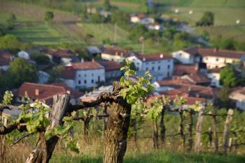 Brstenje vinogradov z ozadjem vasi Podraga ob vznožju Svetega Socerba je eden izmed tipičnih vipavskih prizorov.